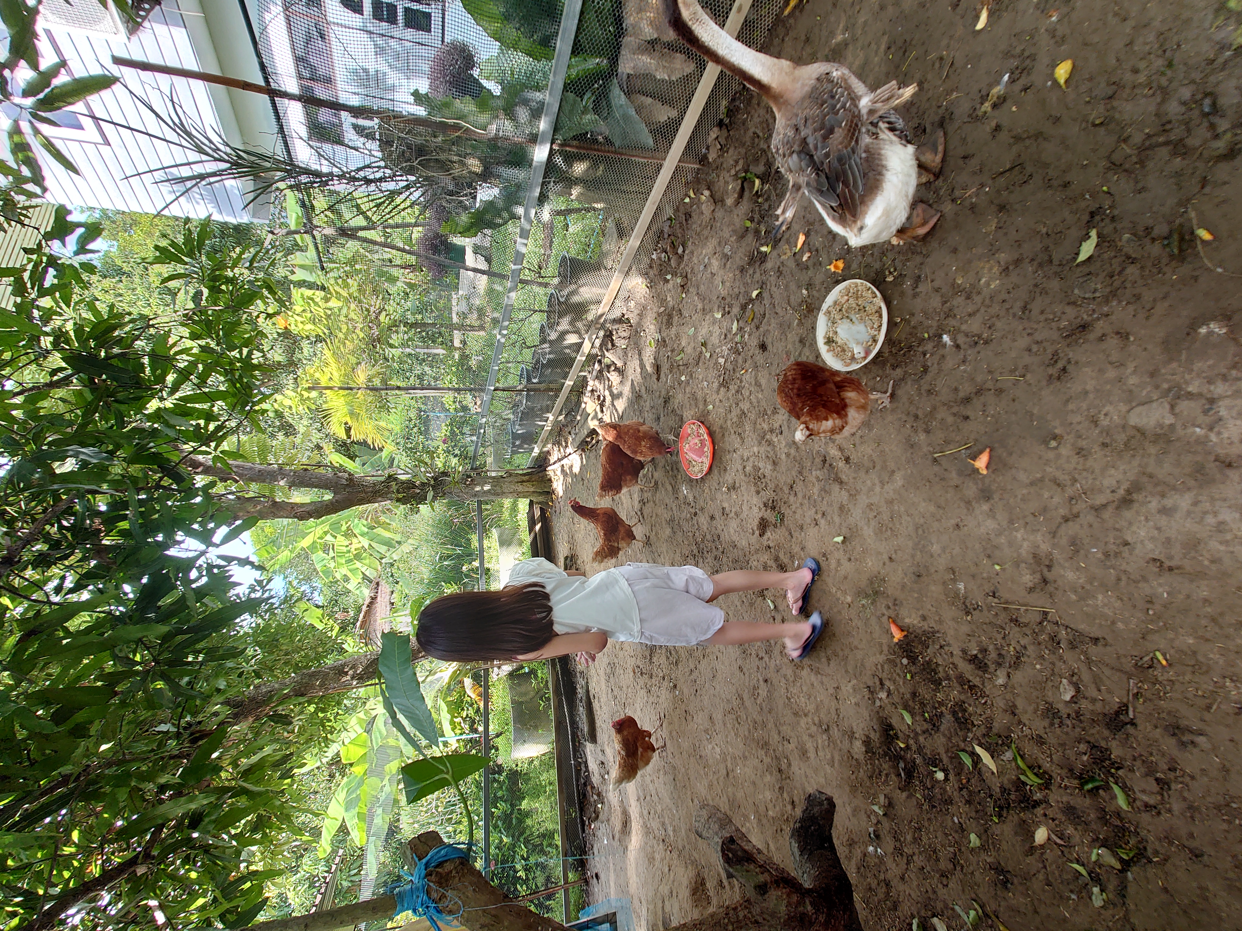 ดูแลไก่