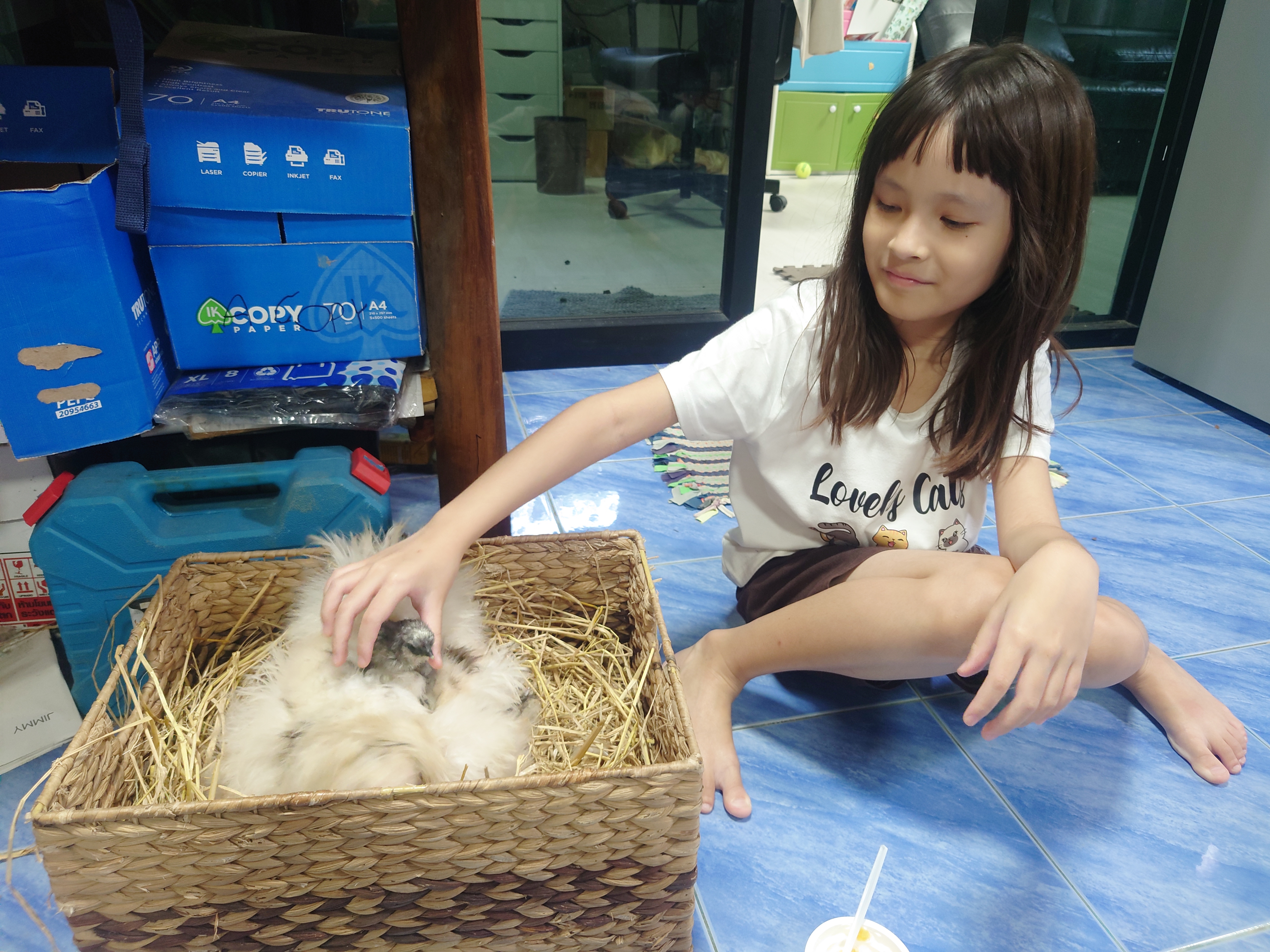 ลูกเจี๊ยบฟักเพิ่มอีกแล้ว