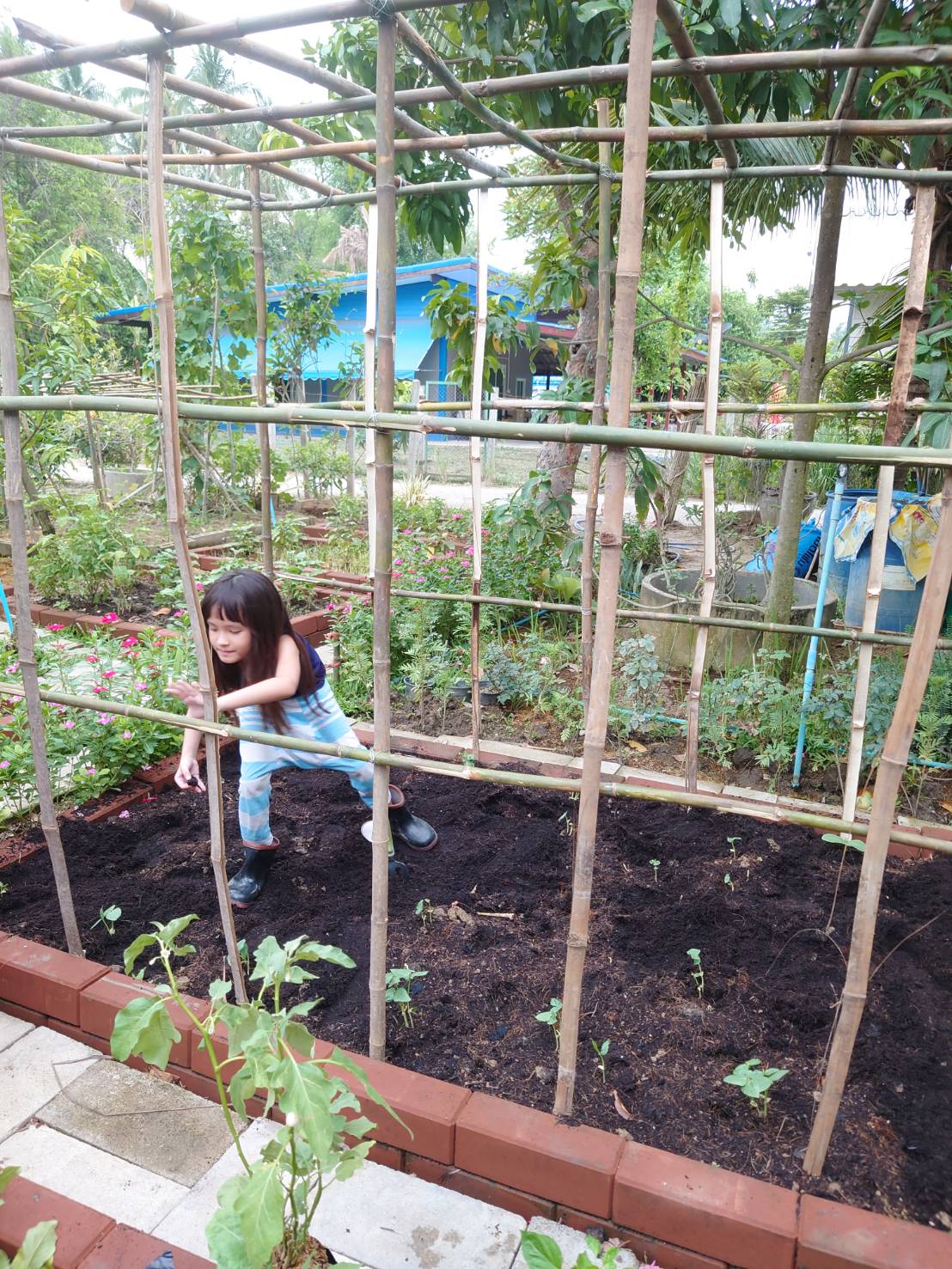 ปลูกผักกับคุณยาย