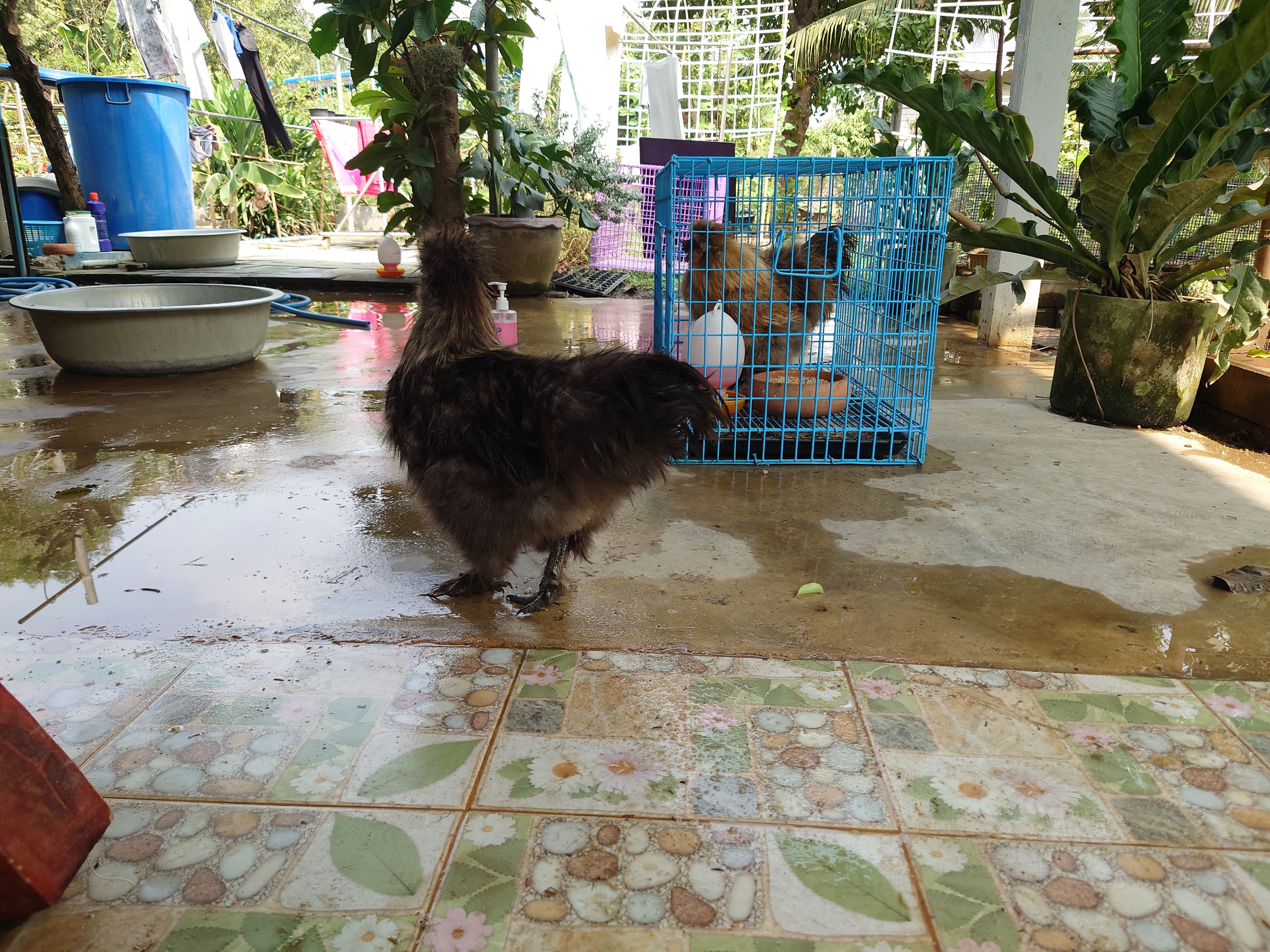 วันทำความสะอาดไก่