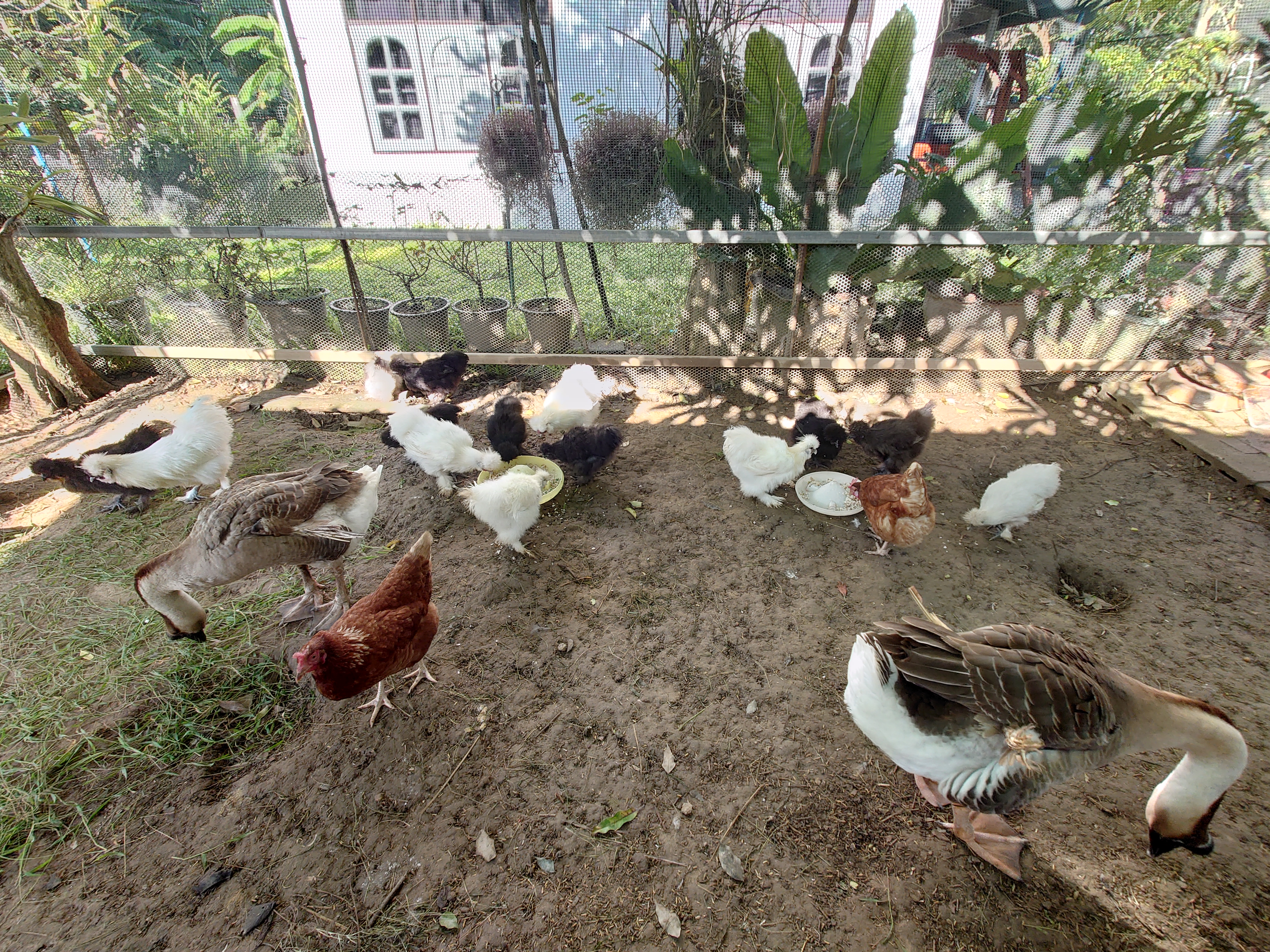 เช้าวันนี้อิมดูแลไก่