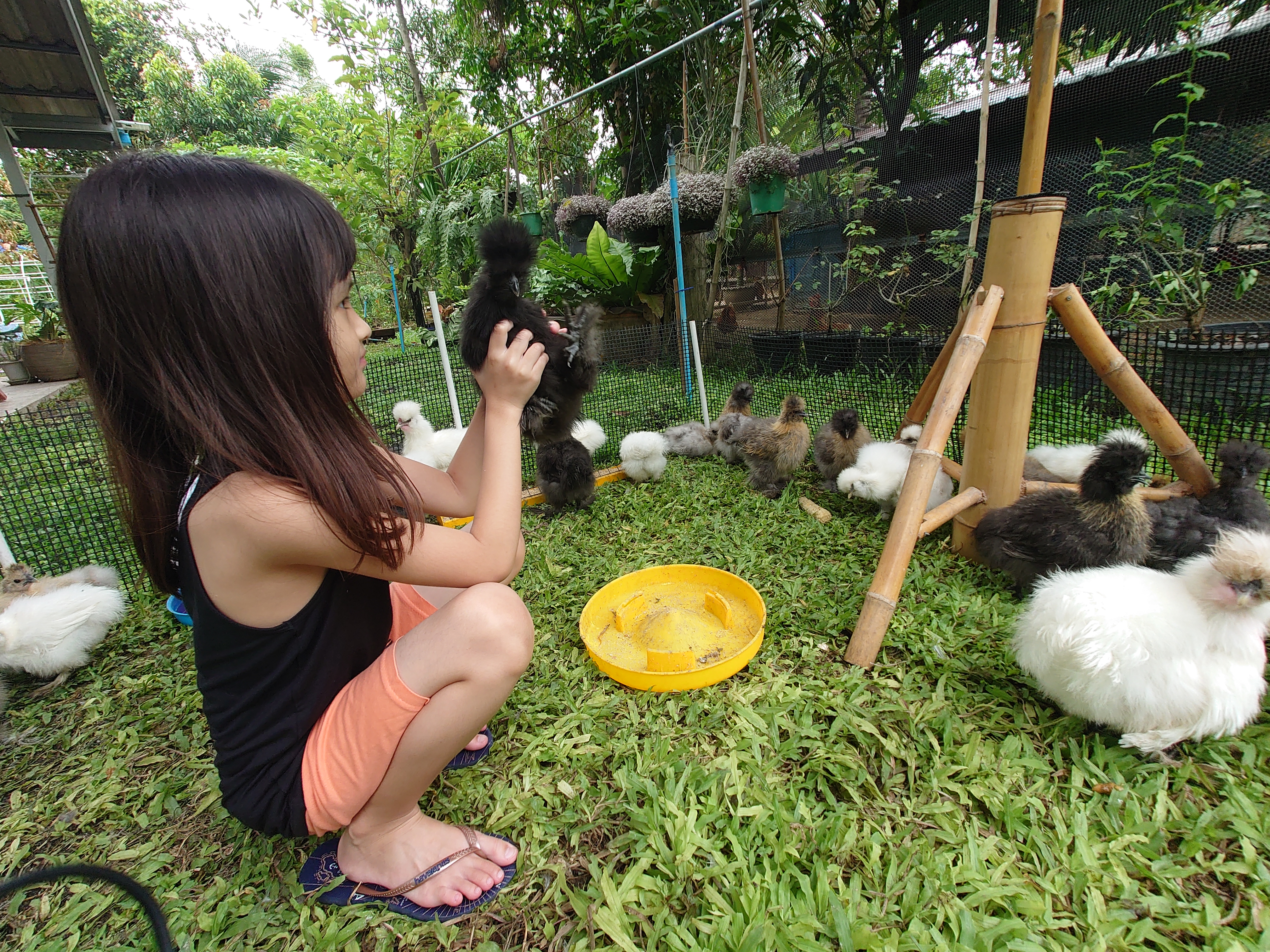 ดูแลไก่ซิลกี้