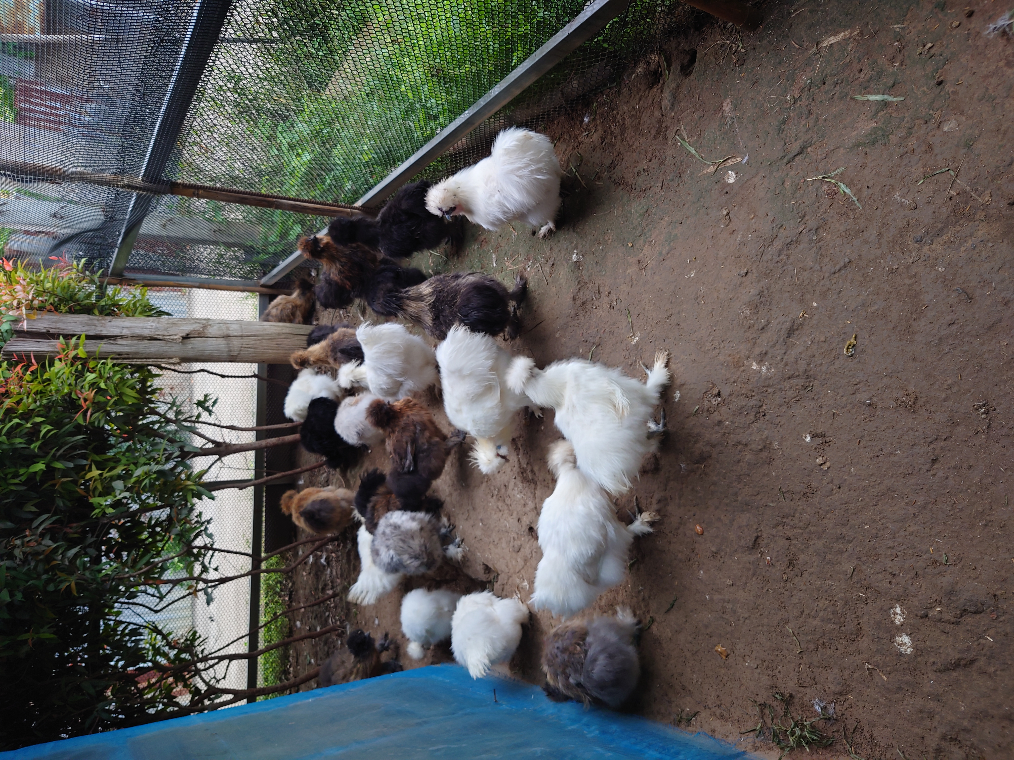 ใส่บาตรและดูแลไก่