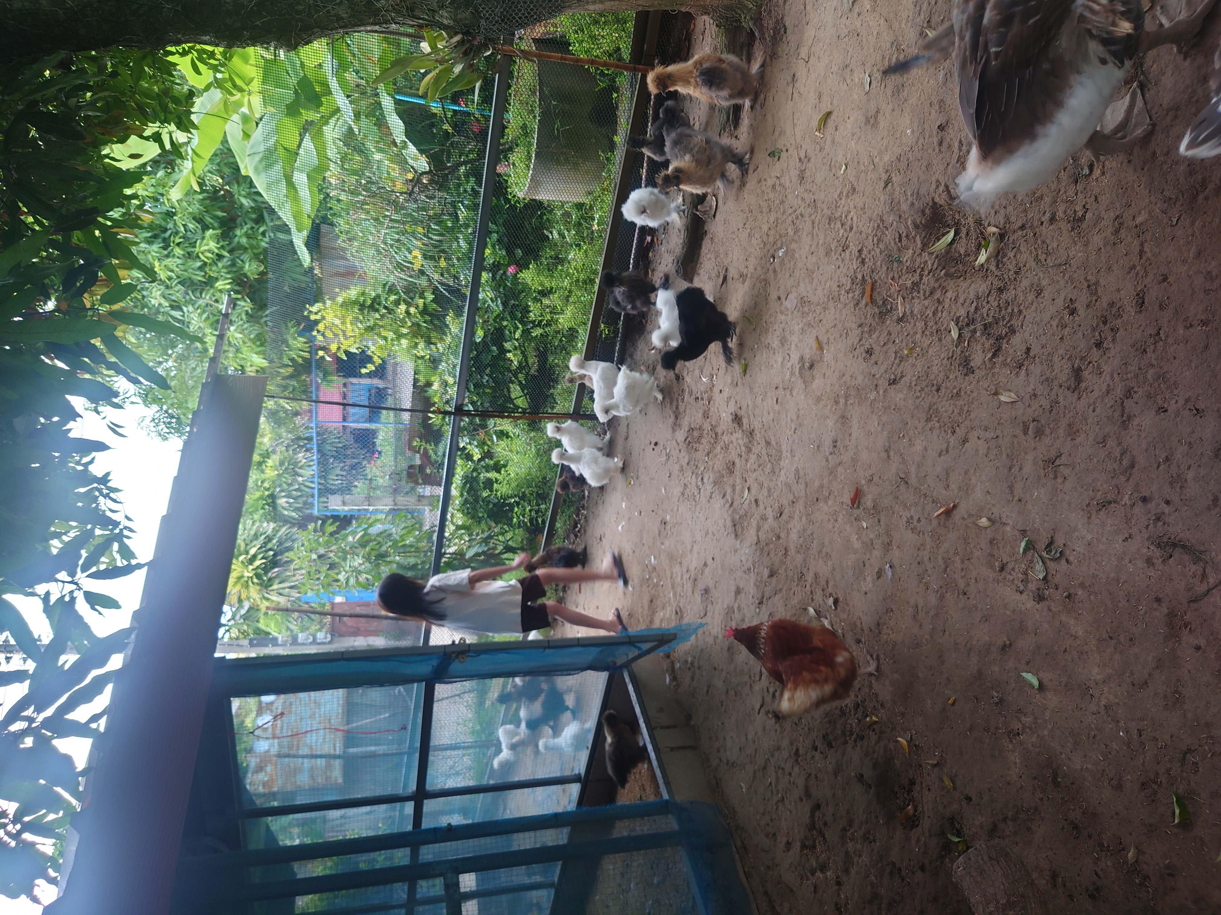 เฝ้าติดตามดูแลไก่ที่เลี้ยงไว้