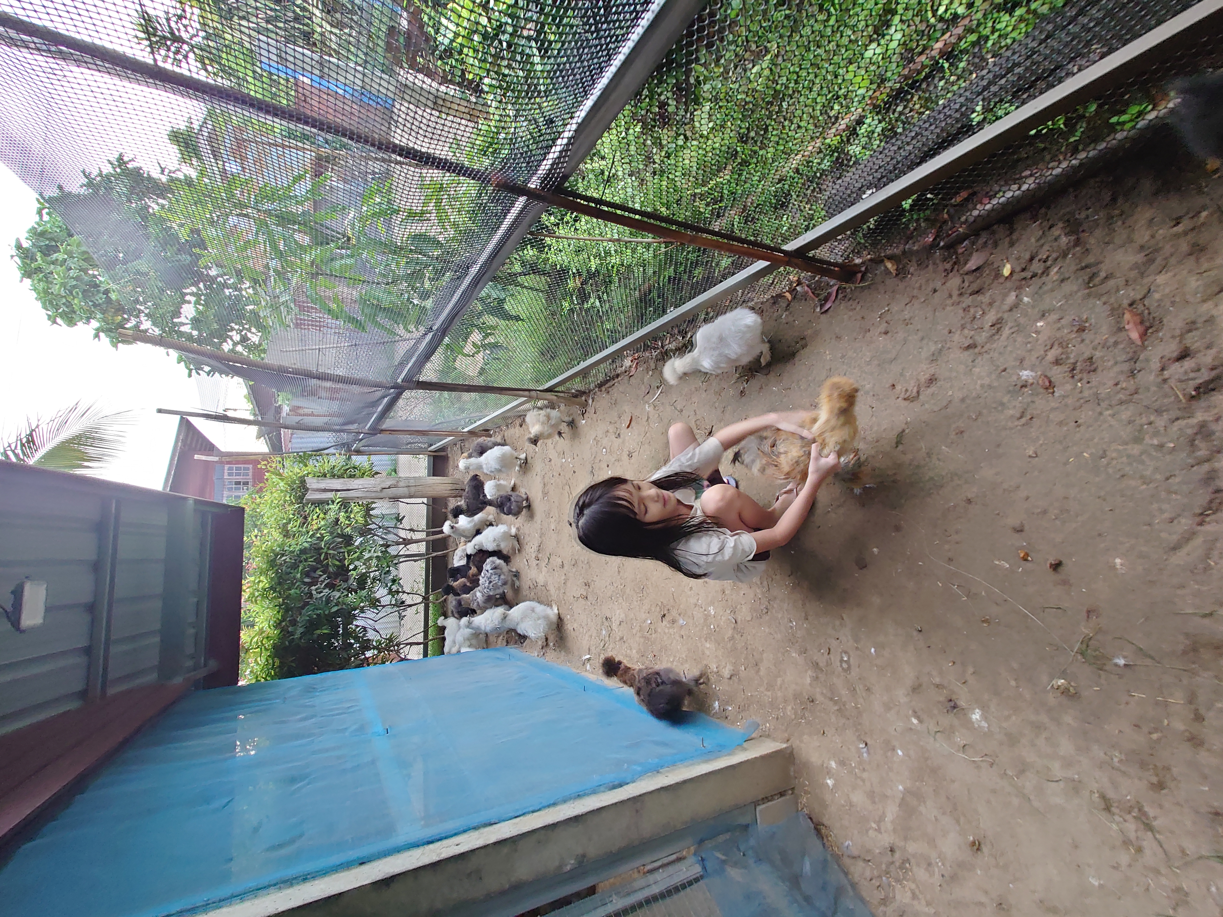 เฝ้าติดตามดูแลไก่ที่เลี้ยงไว้