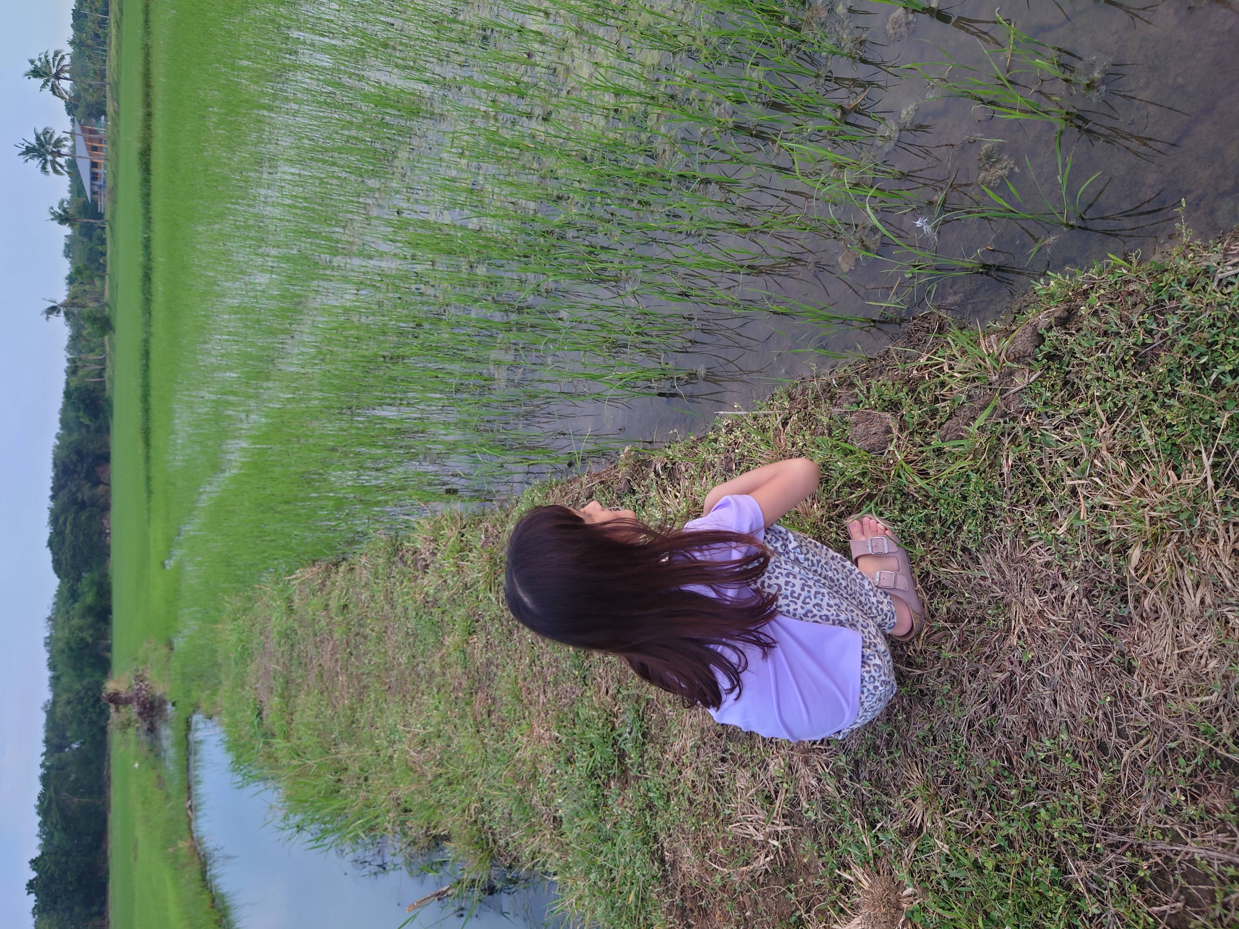 สำรวจนาข้าว