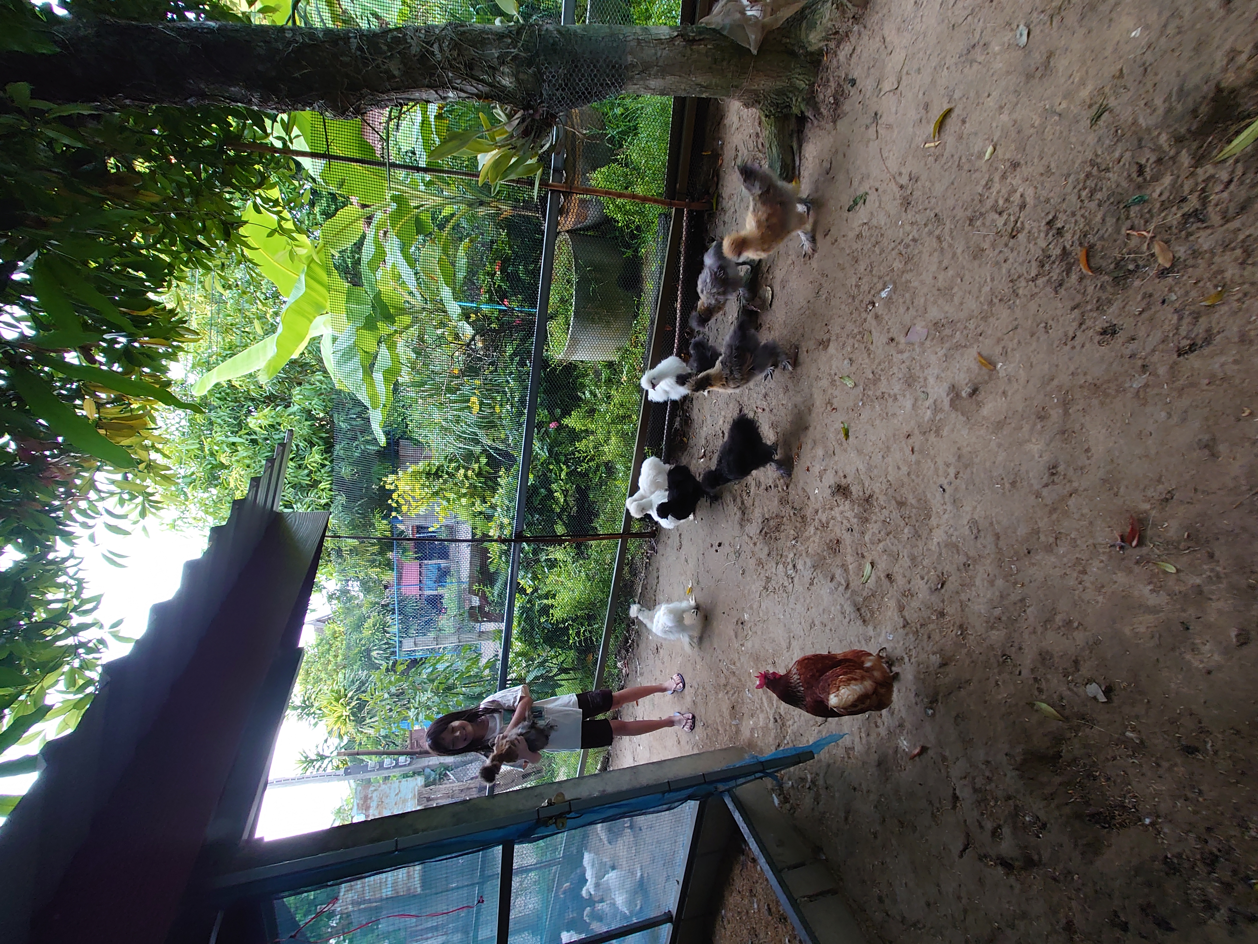 เฝ้าติดตามดูแลไก่ที่เลี้ยงไว้
