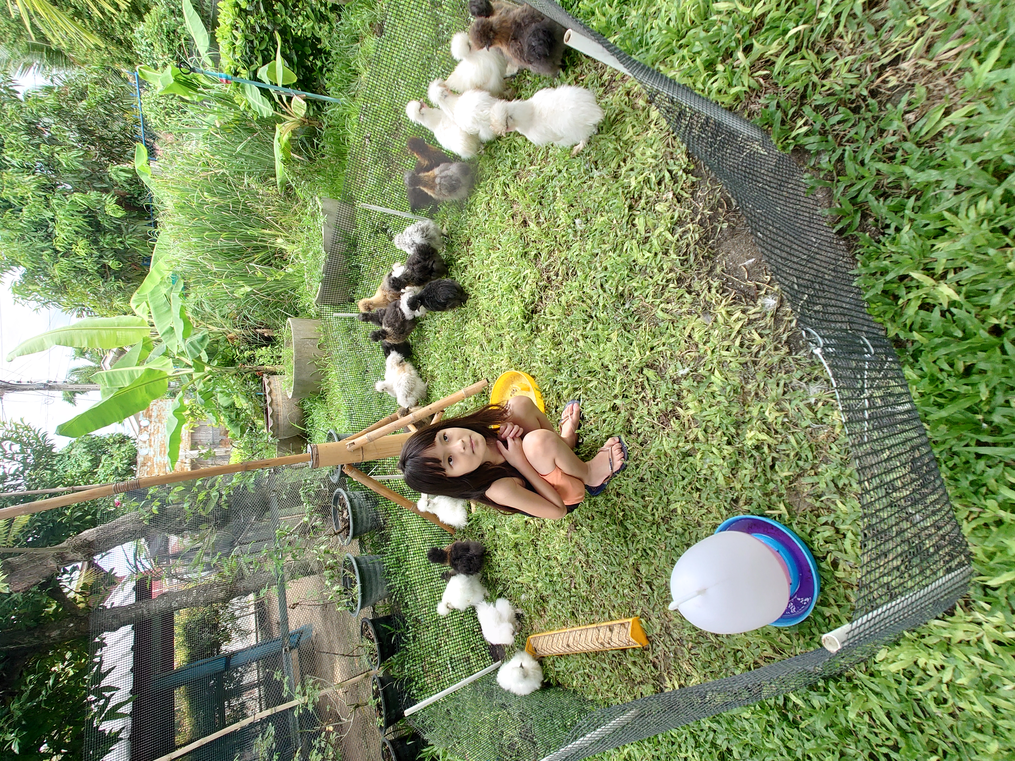 ดูแลไก่ซิลกี้