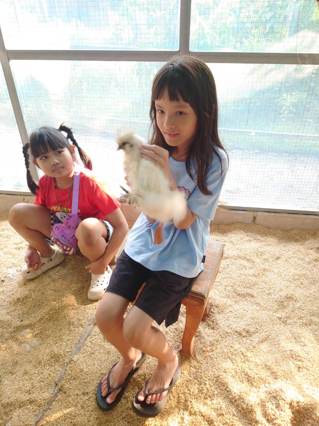ทำวัคซีนให้ไก่