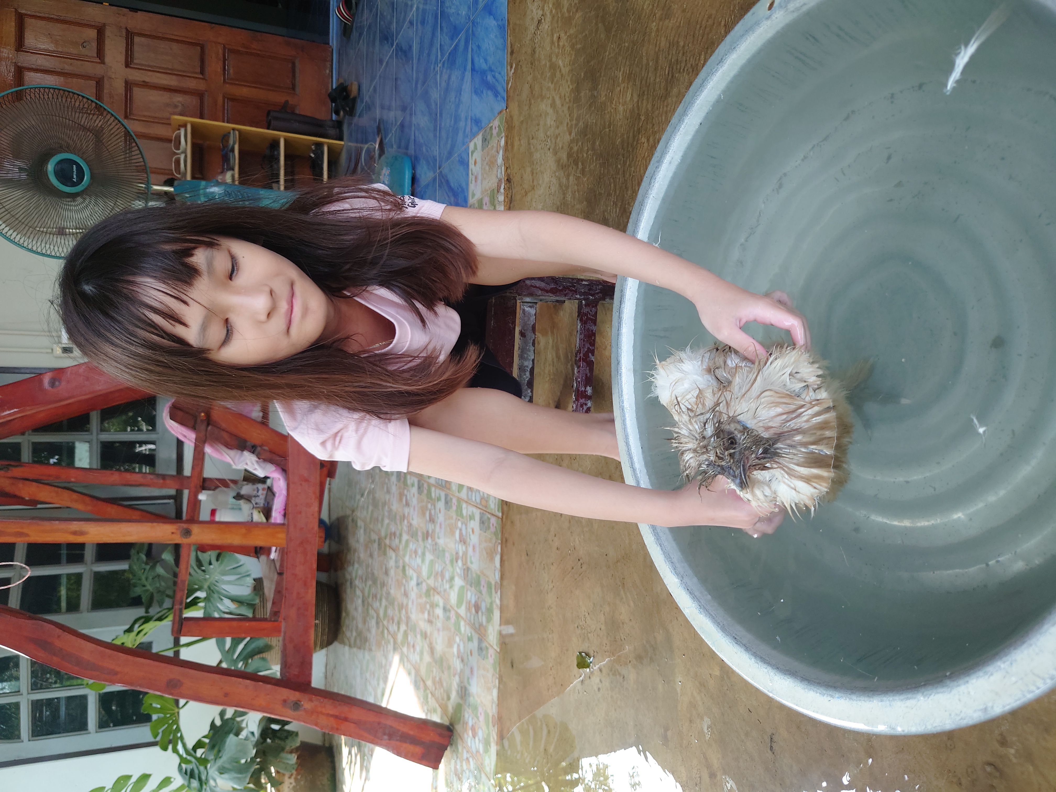 วันทำความสะอาดไก่