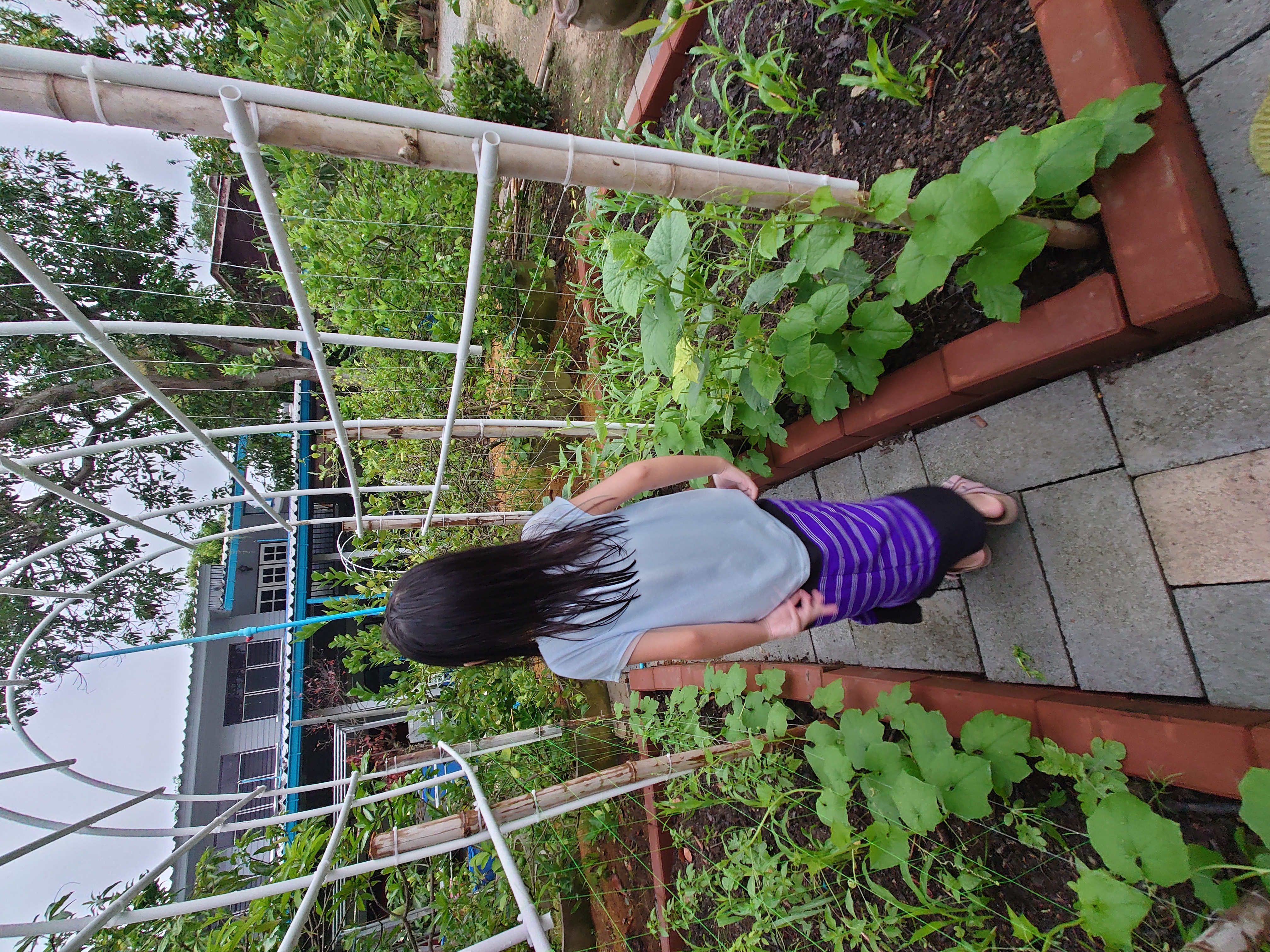 เข้าสวนดูแลการเจริญเติบโตผักที่ปลูก