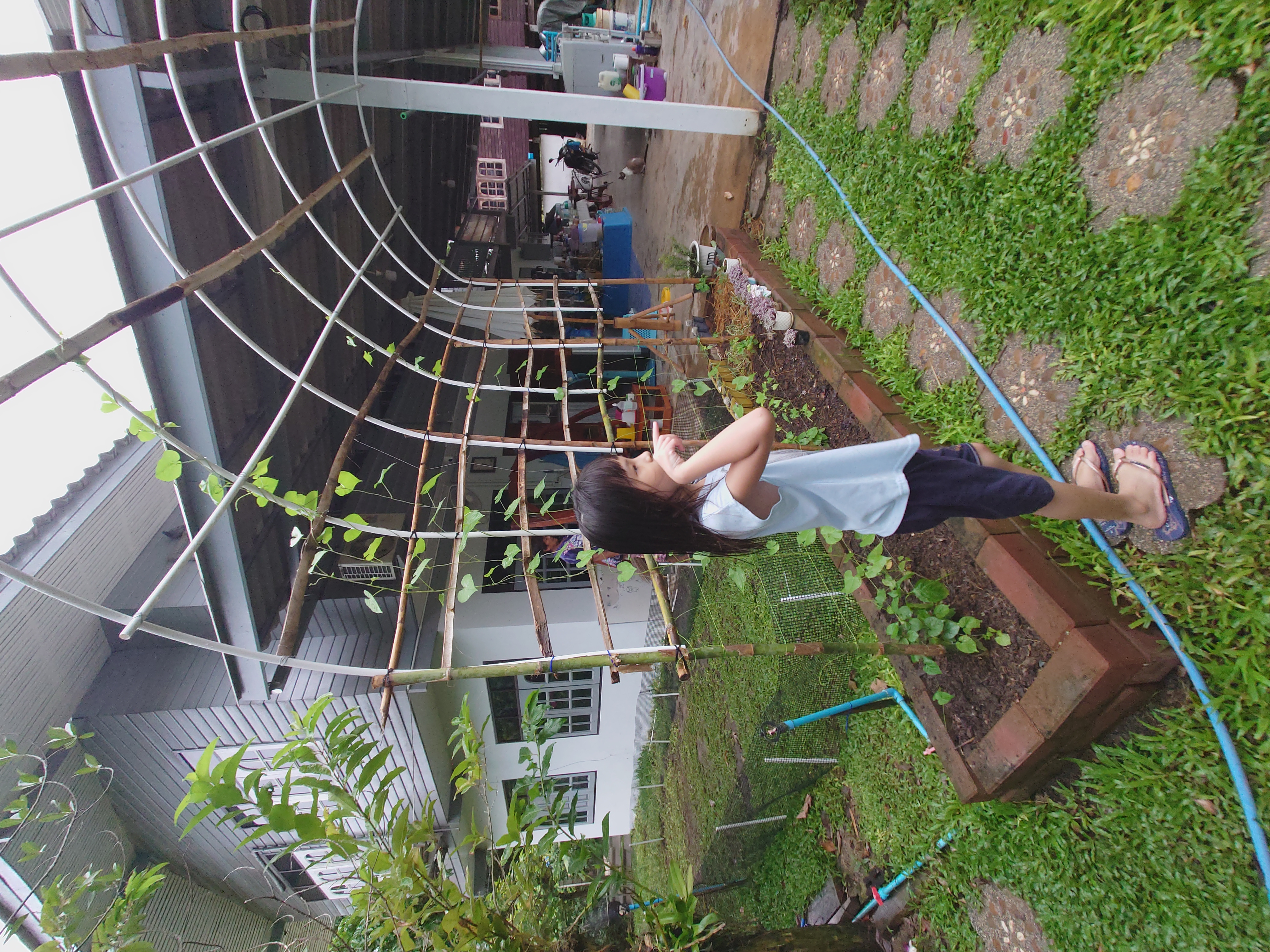 เข้าสวนดูแลการเจริญเติบโตผักที่ปลูก