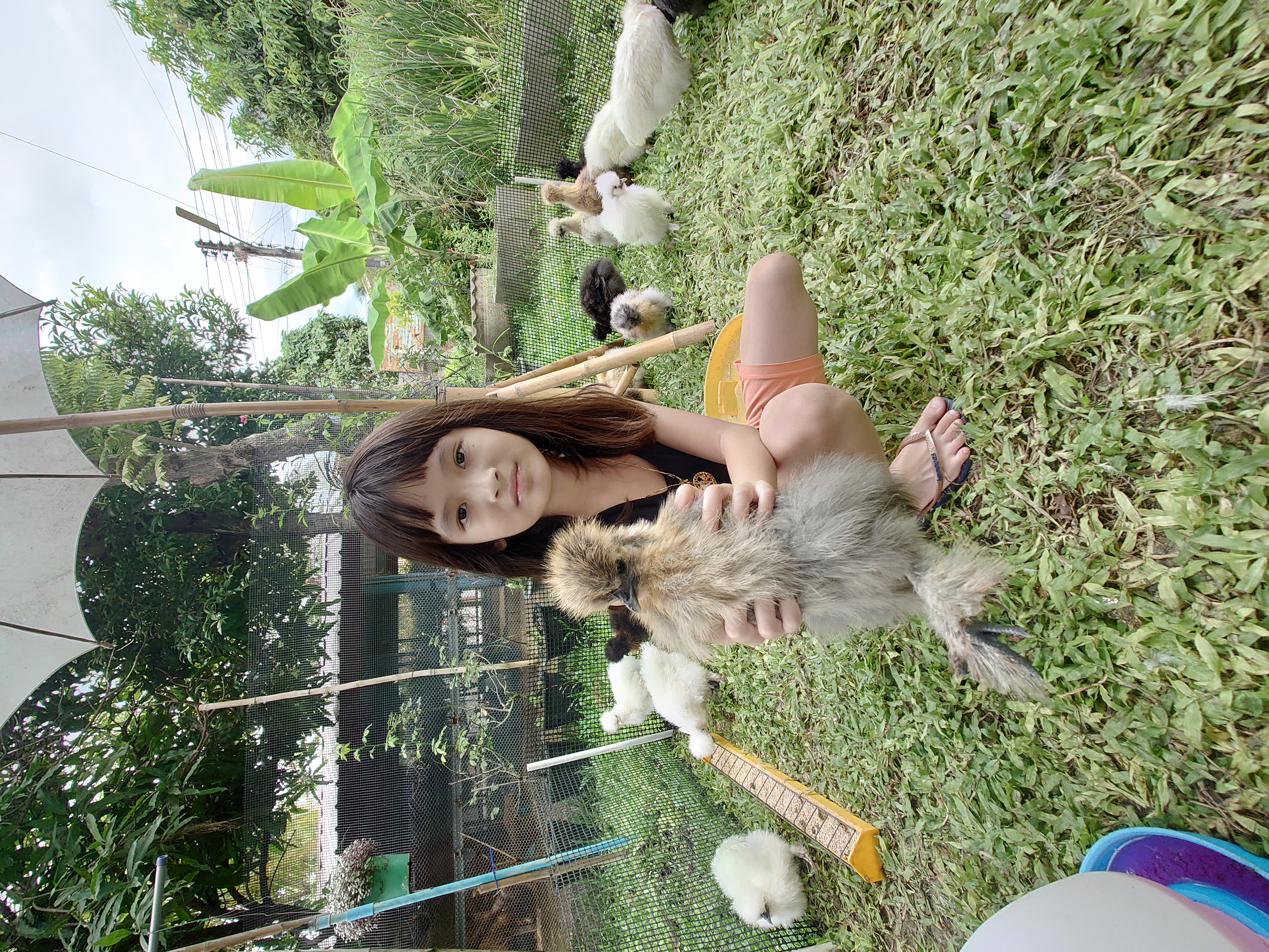 ดูแลไก่ซิลกี้