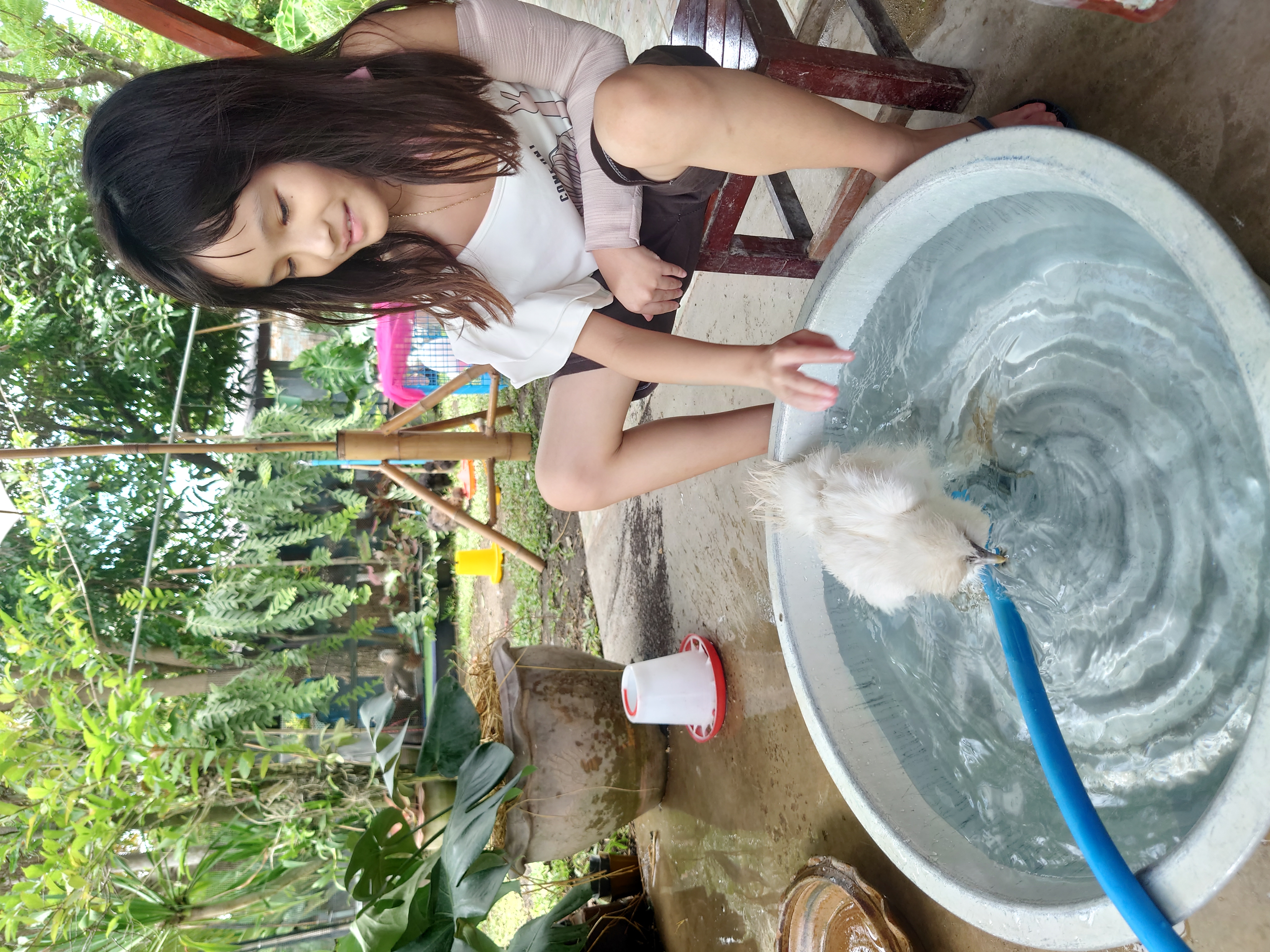 อาบน้ำไก่