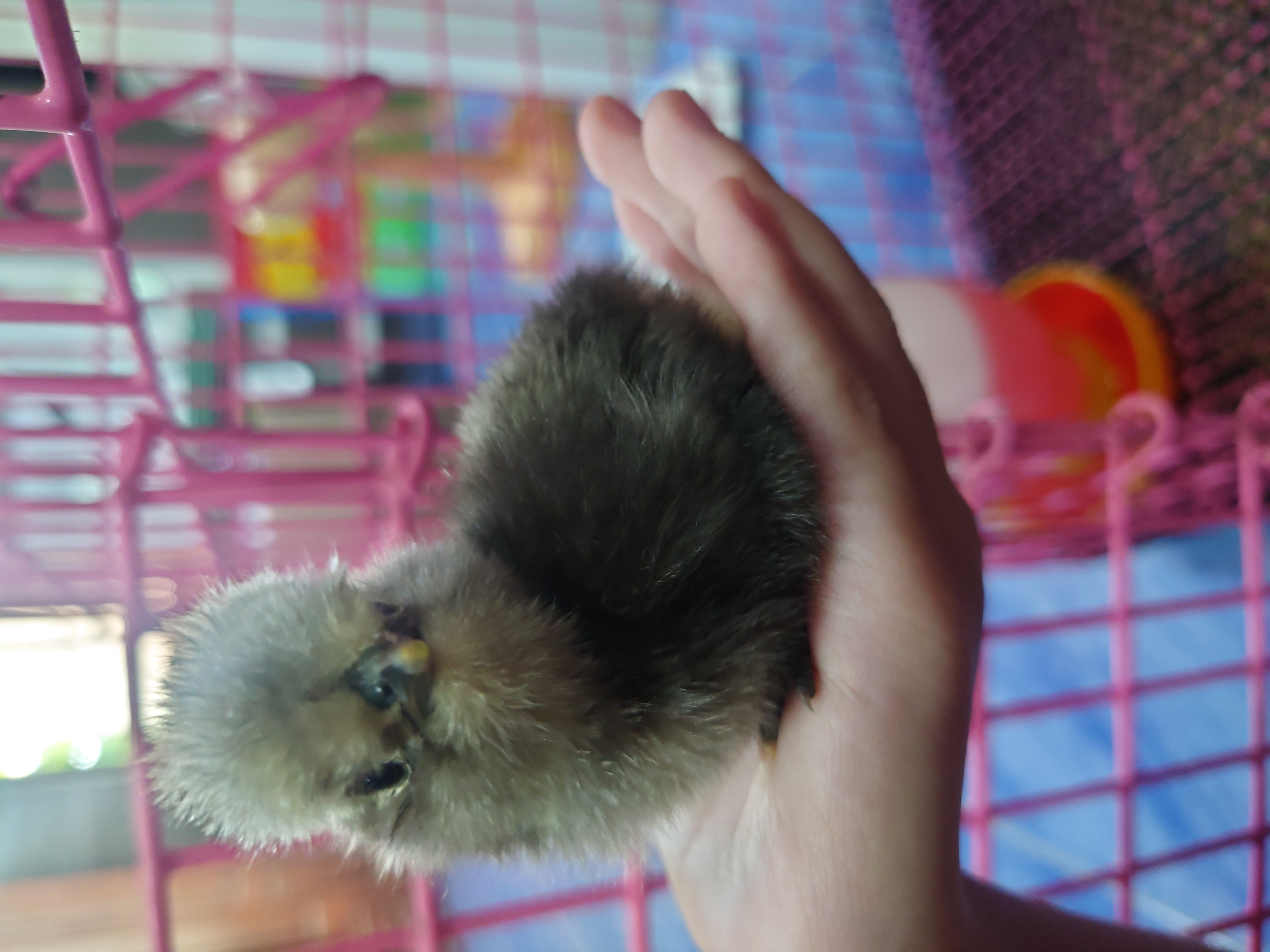ยินดีต้อนรับสมาชิกไก่ใหม่