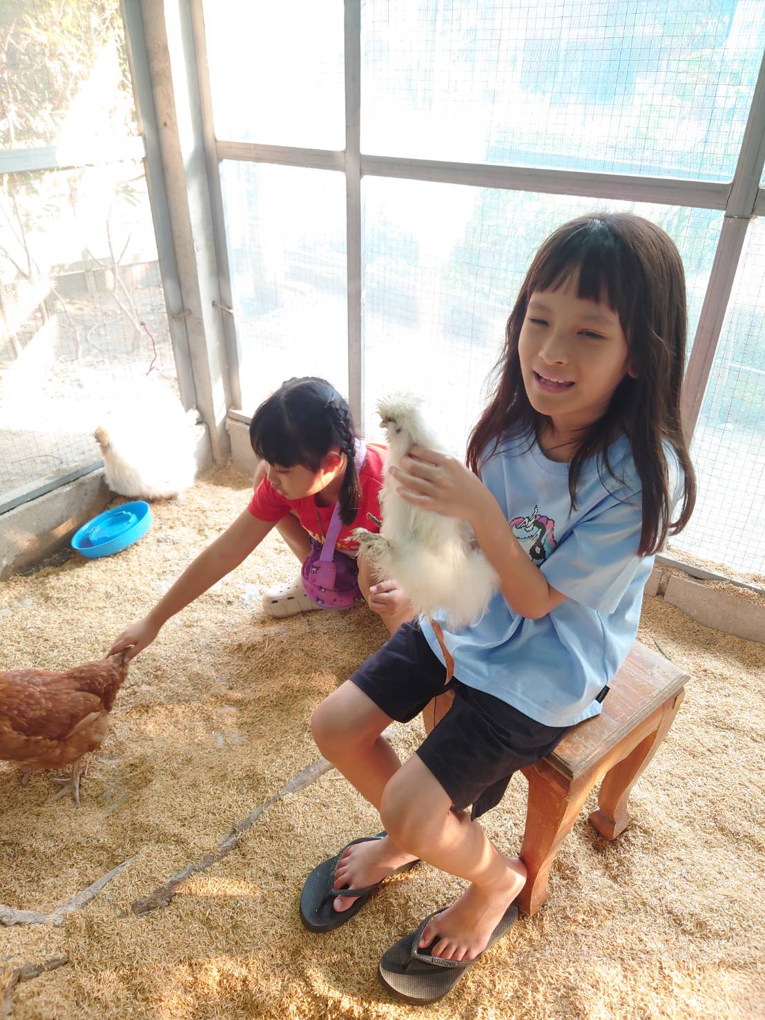 ทำวัคซีนให้ไก่
