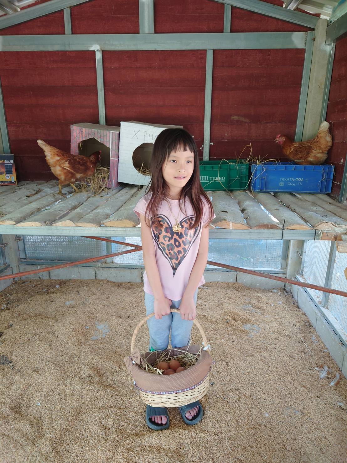 เก็บไข่ไก่