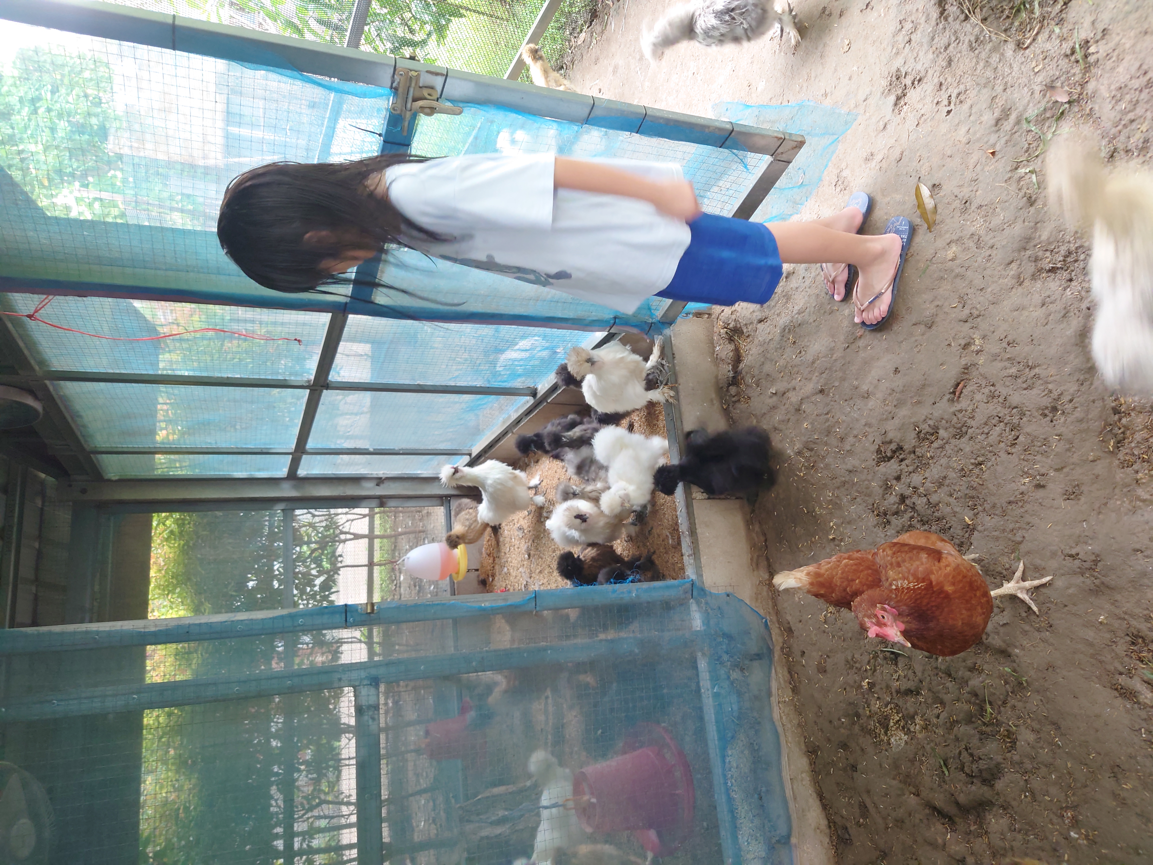 ใส่บาตรและดูแลไก่
