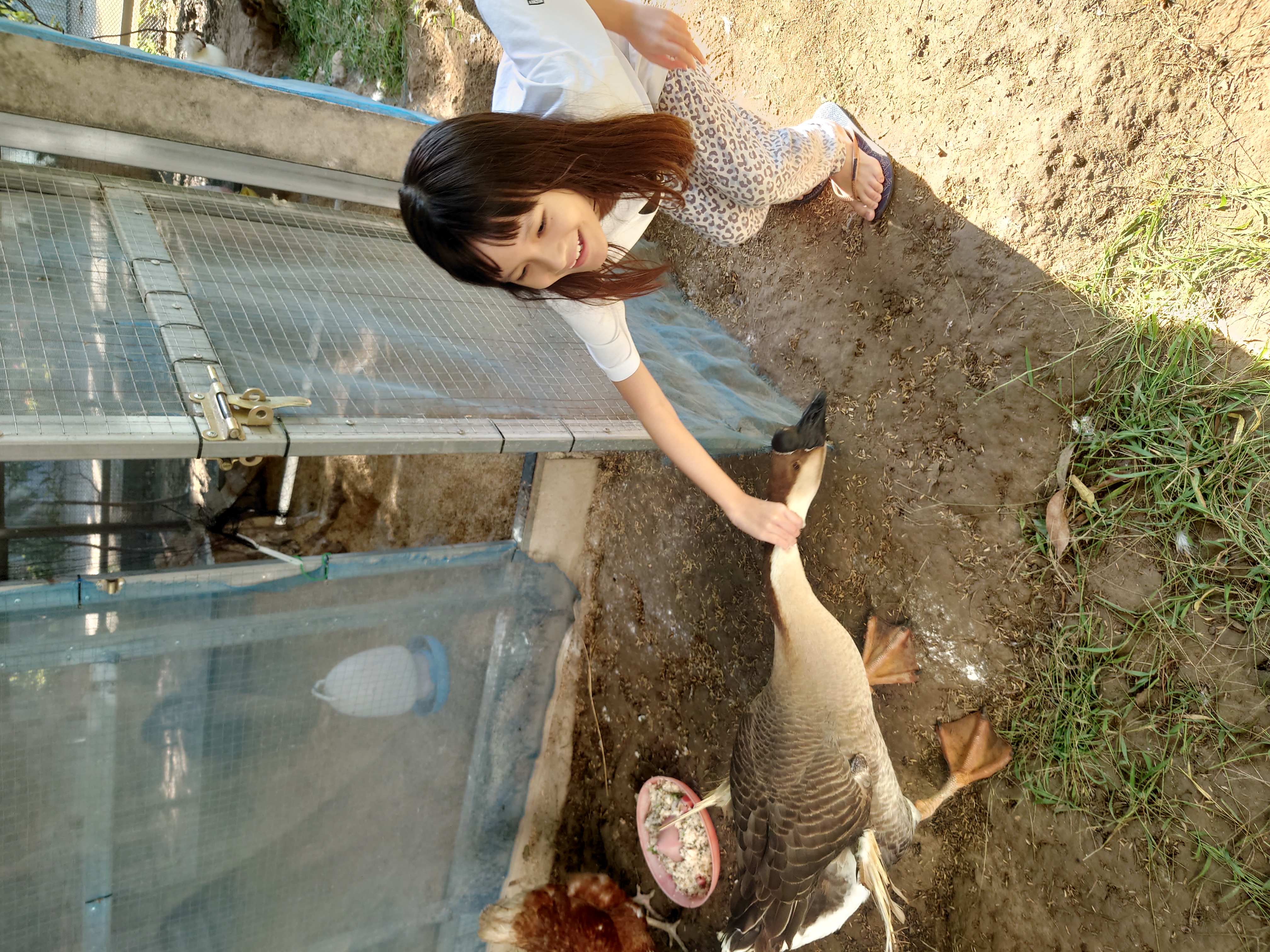 เช้าวันนี้อิมดูแลไก่
