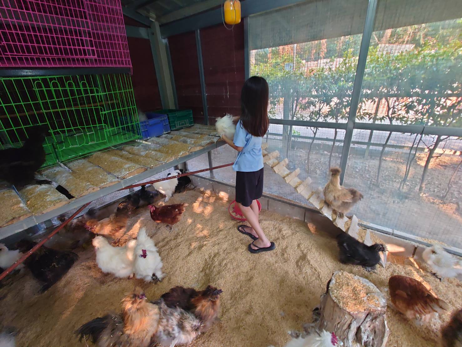 ทำวัคซีนให้ไก่