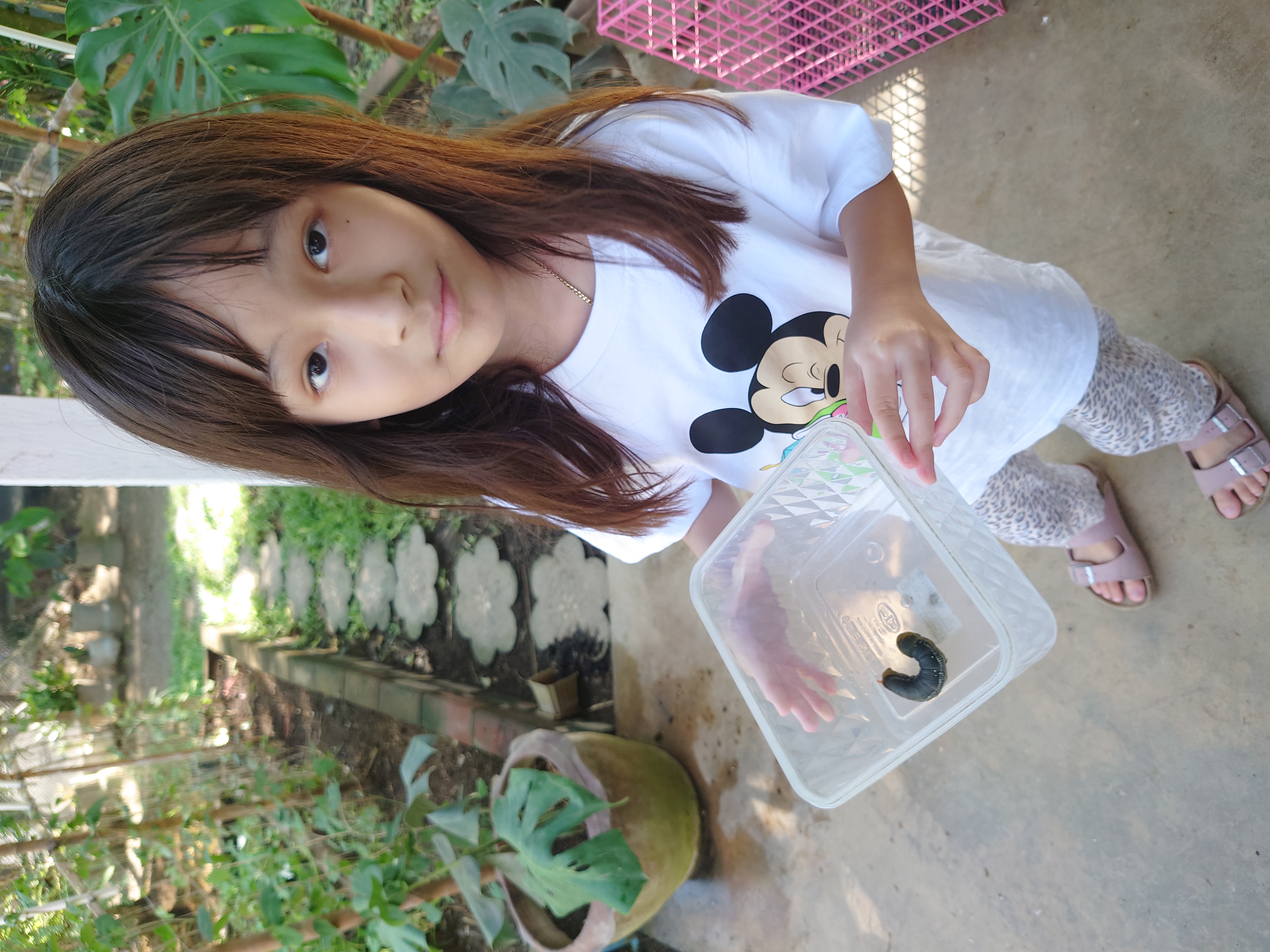 เลี้ยงหนอนผีเสื้อกลางคืน
