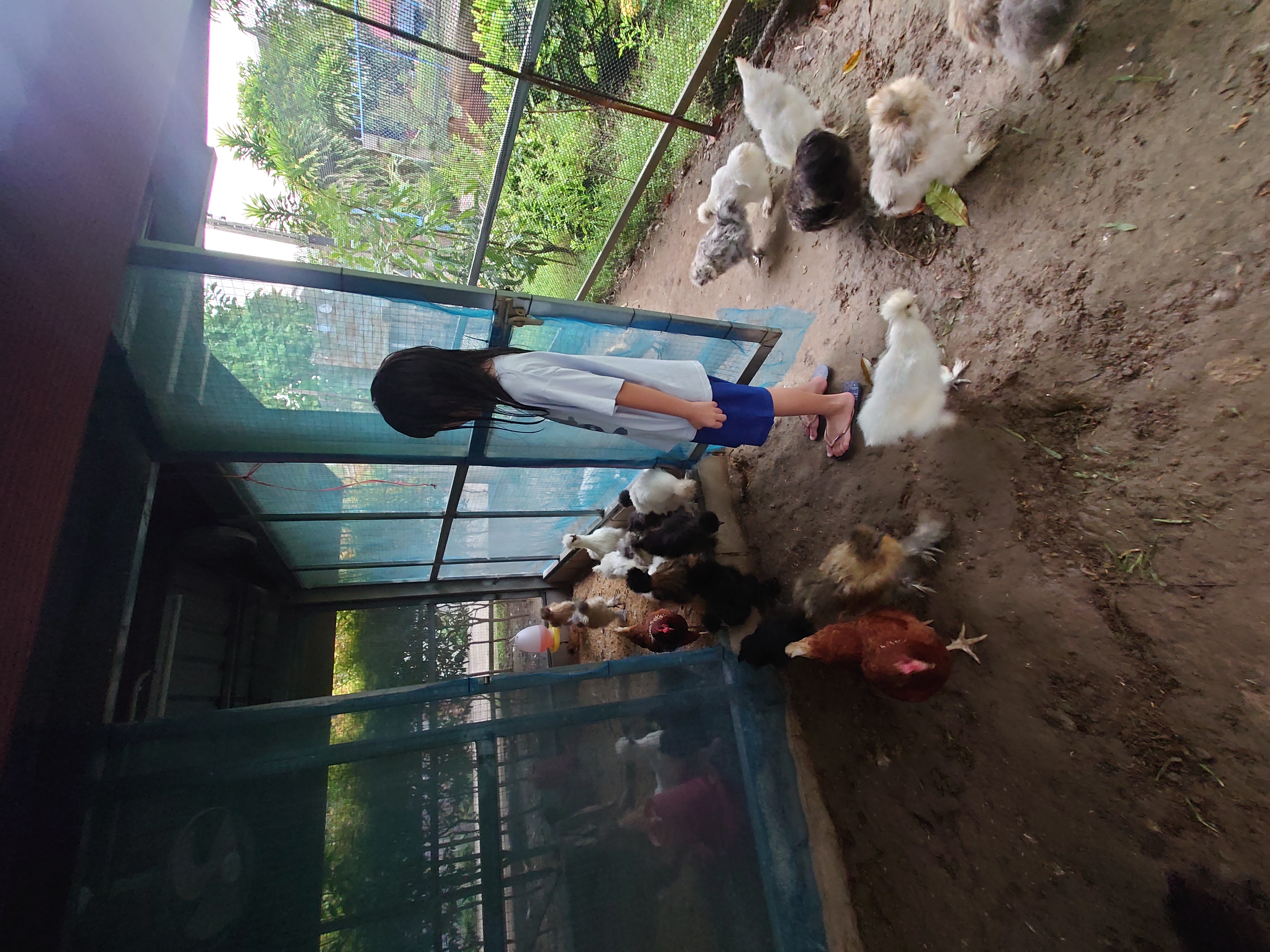 ใส่บาตรและดูแลไก่