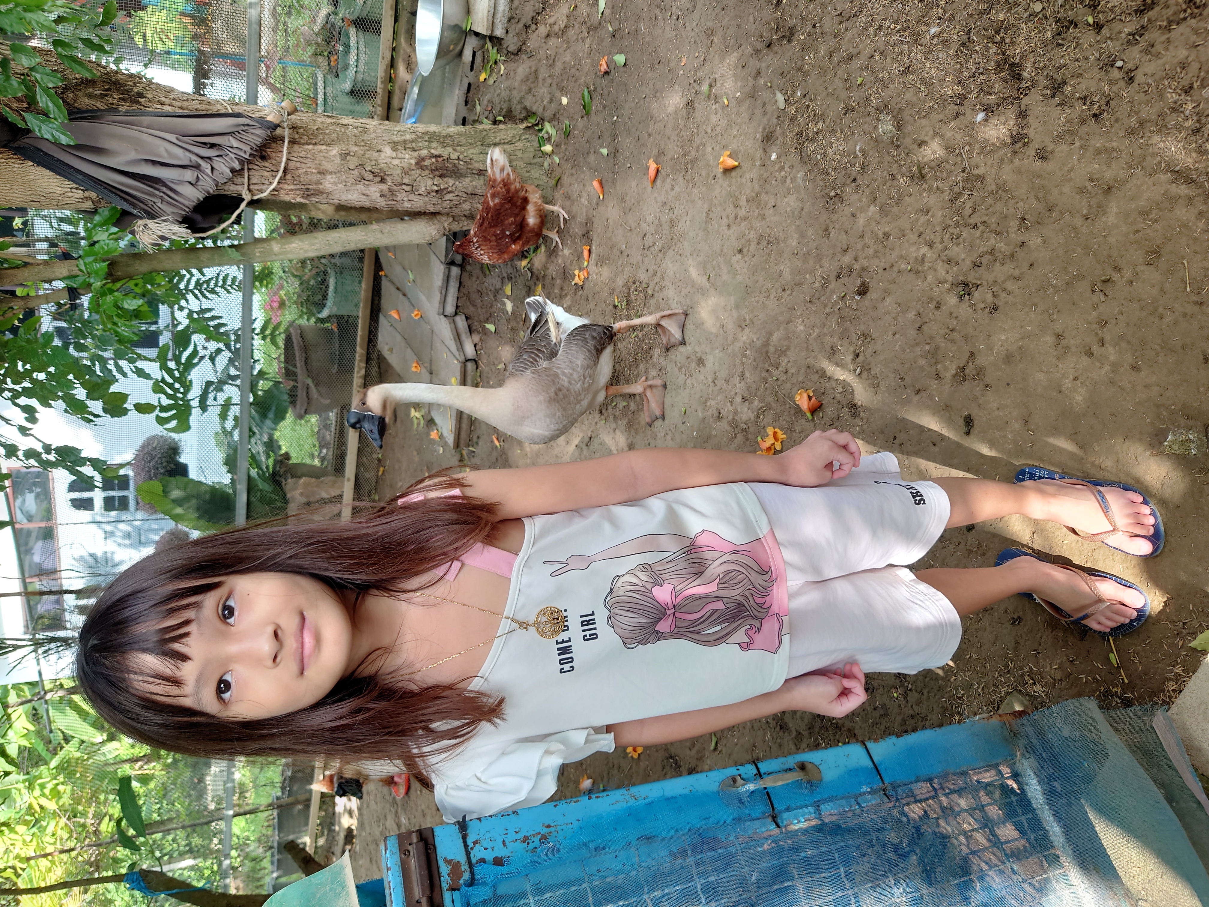 ดูแลไก่