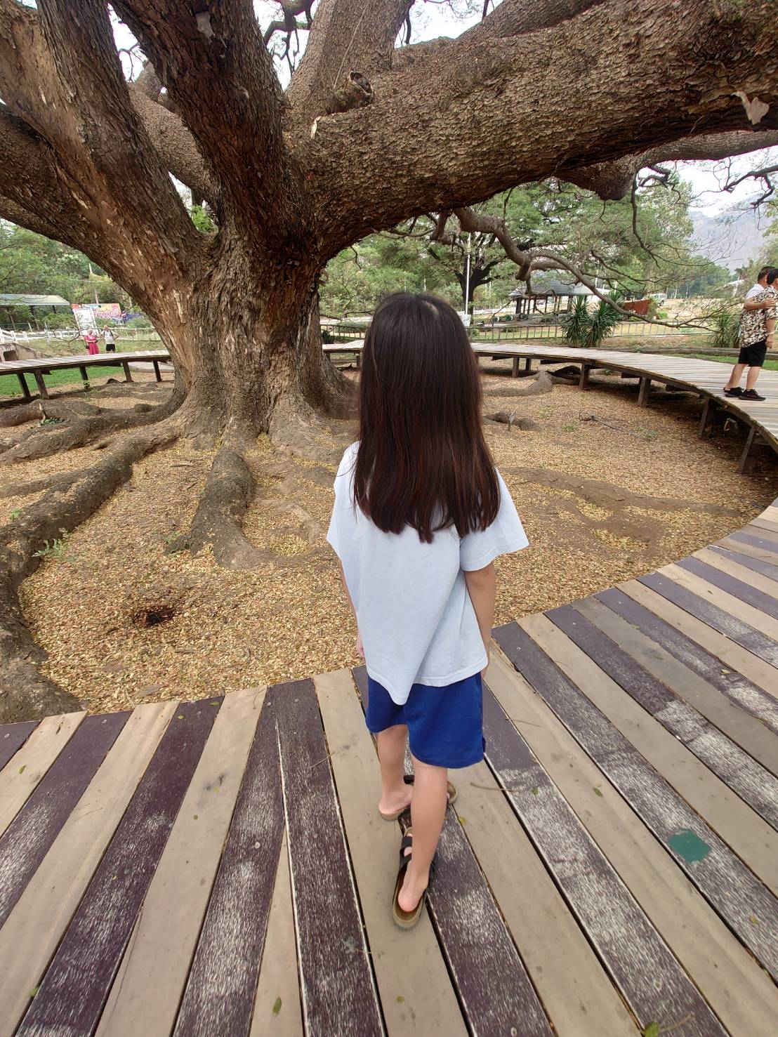 ชมต้นไม้ต้นจามจุรียักษ์