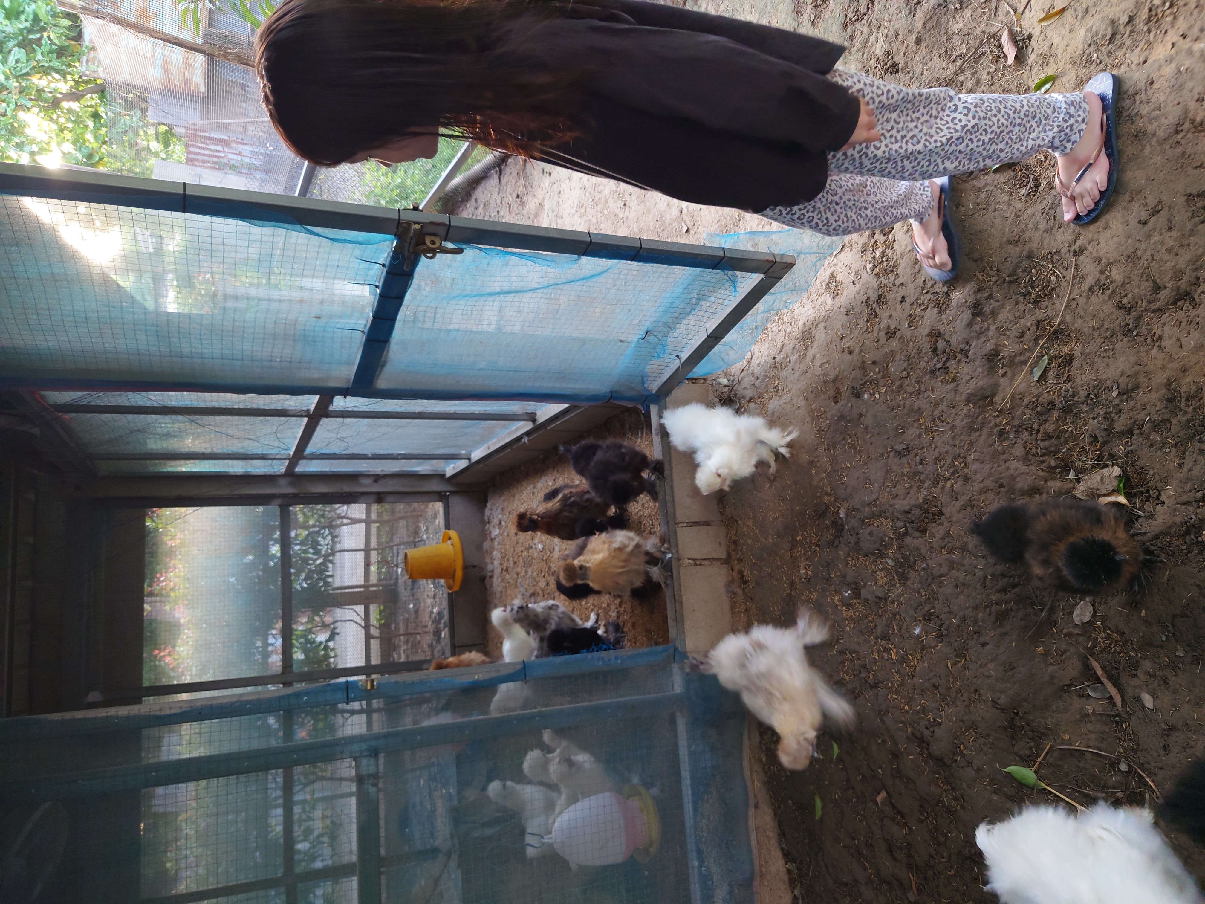 ใส่บาตร และดูและไก่