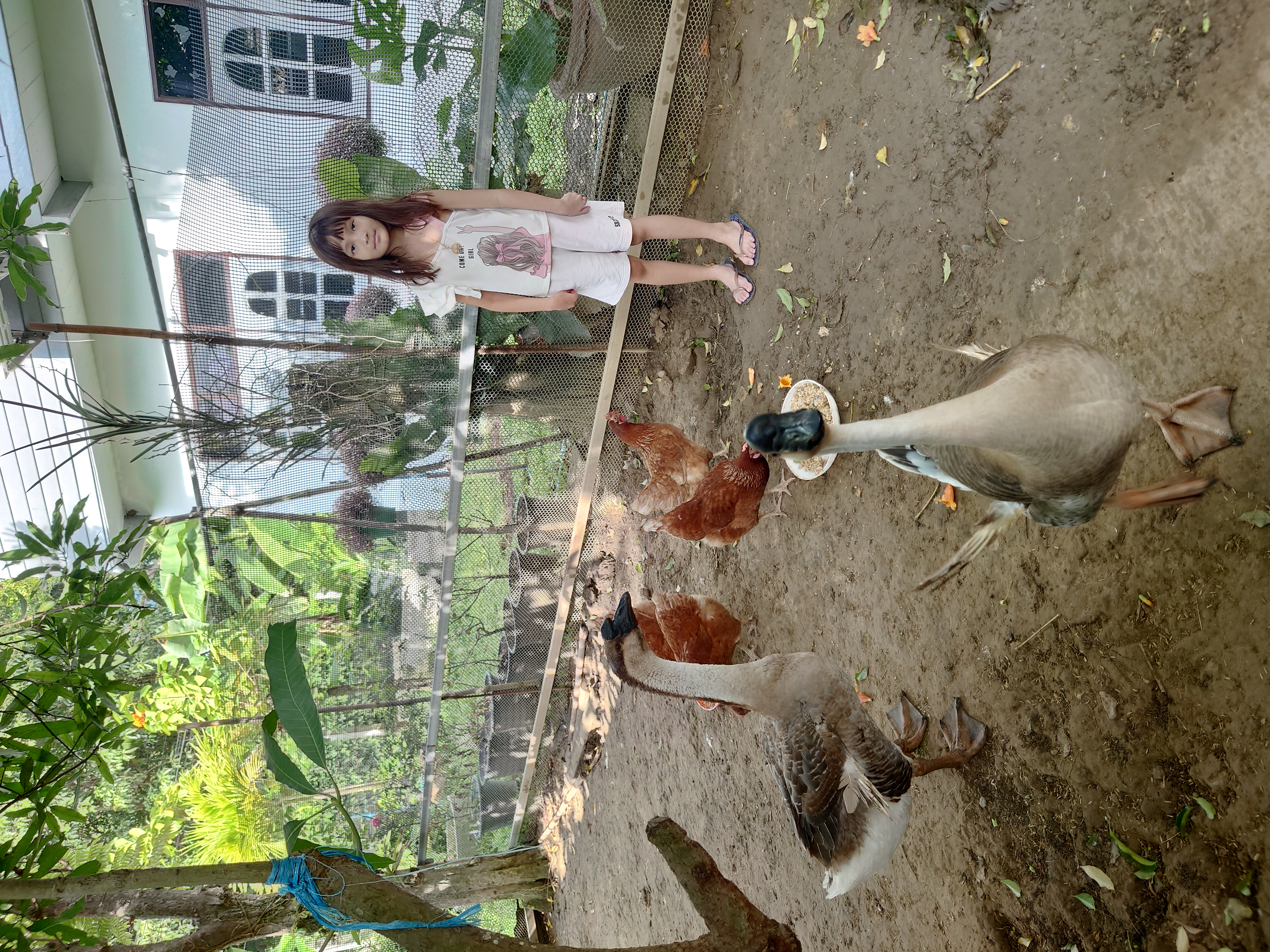 ดูแลไก่
